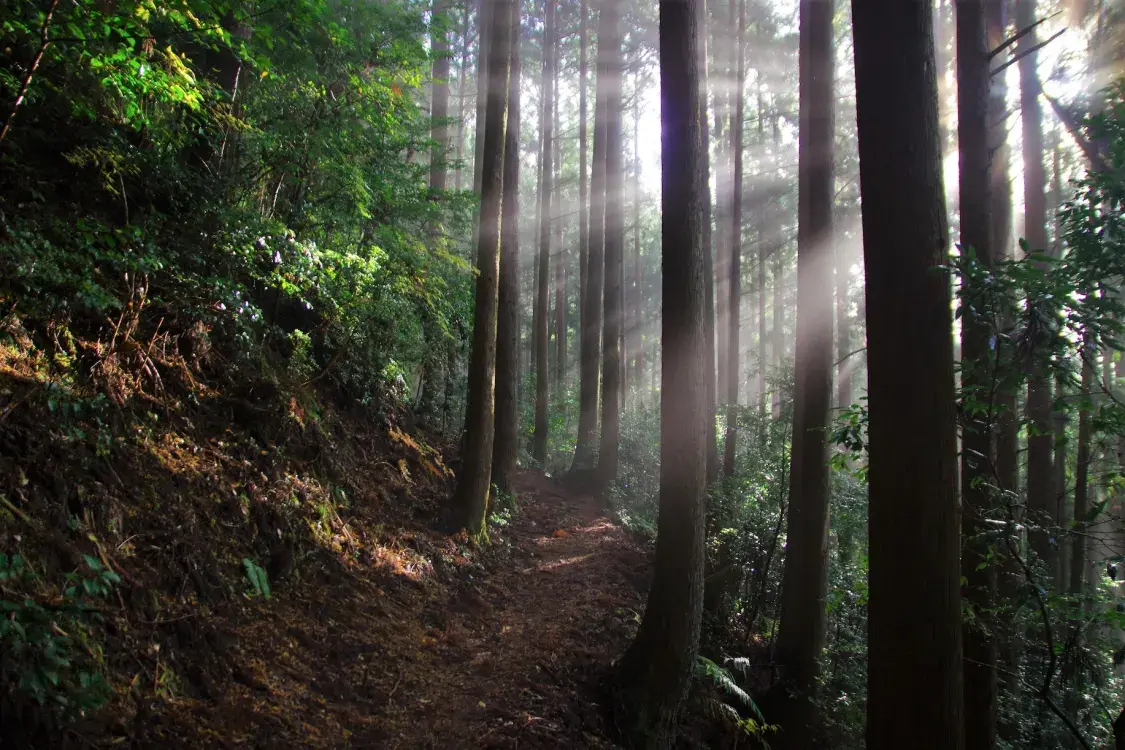 Japanese trail. Trees