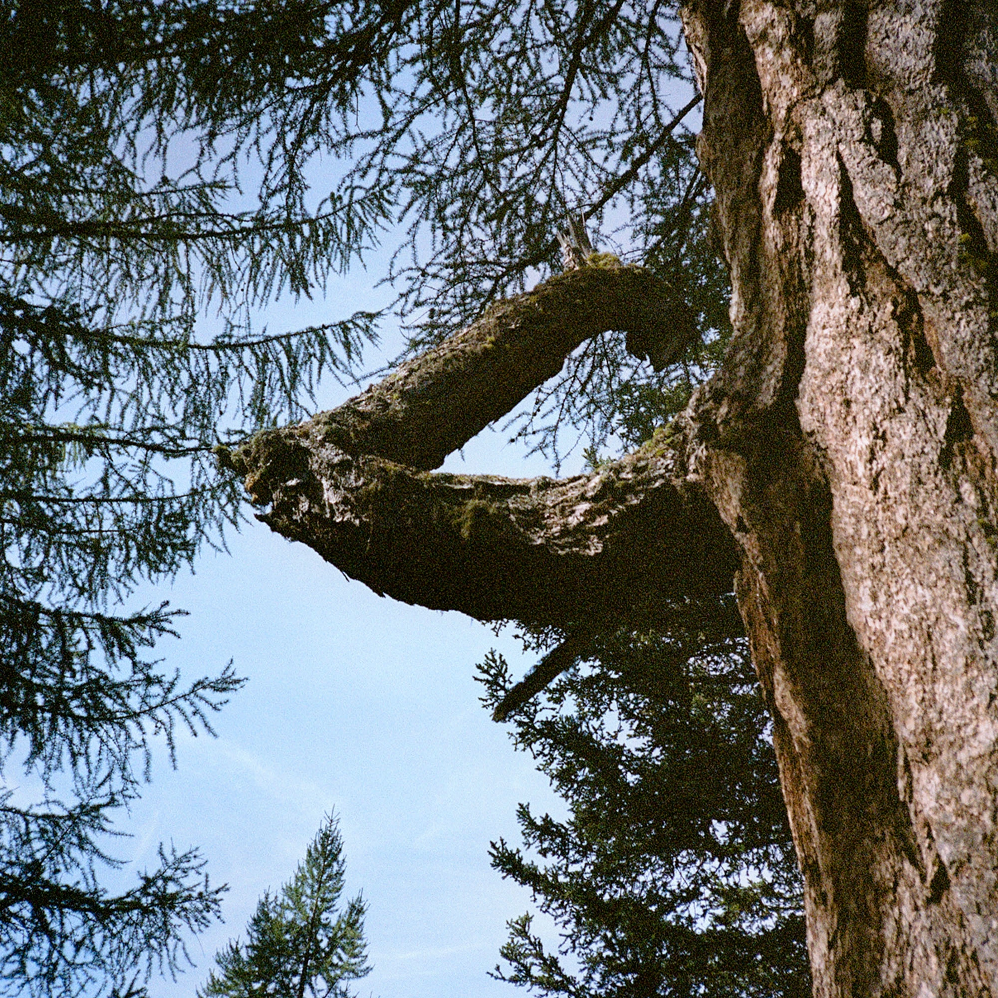 Image détaillée de la branche d’un arbre