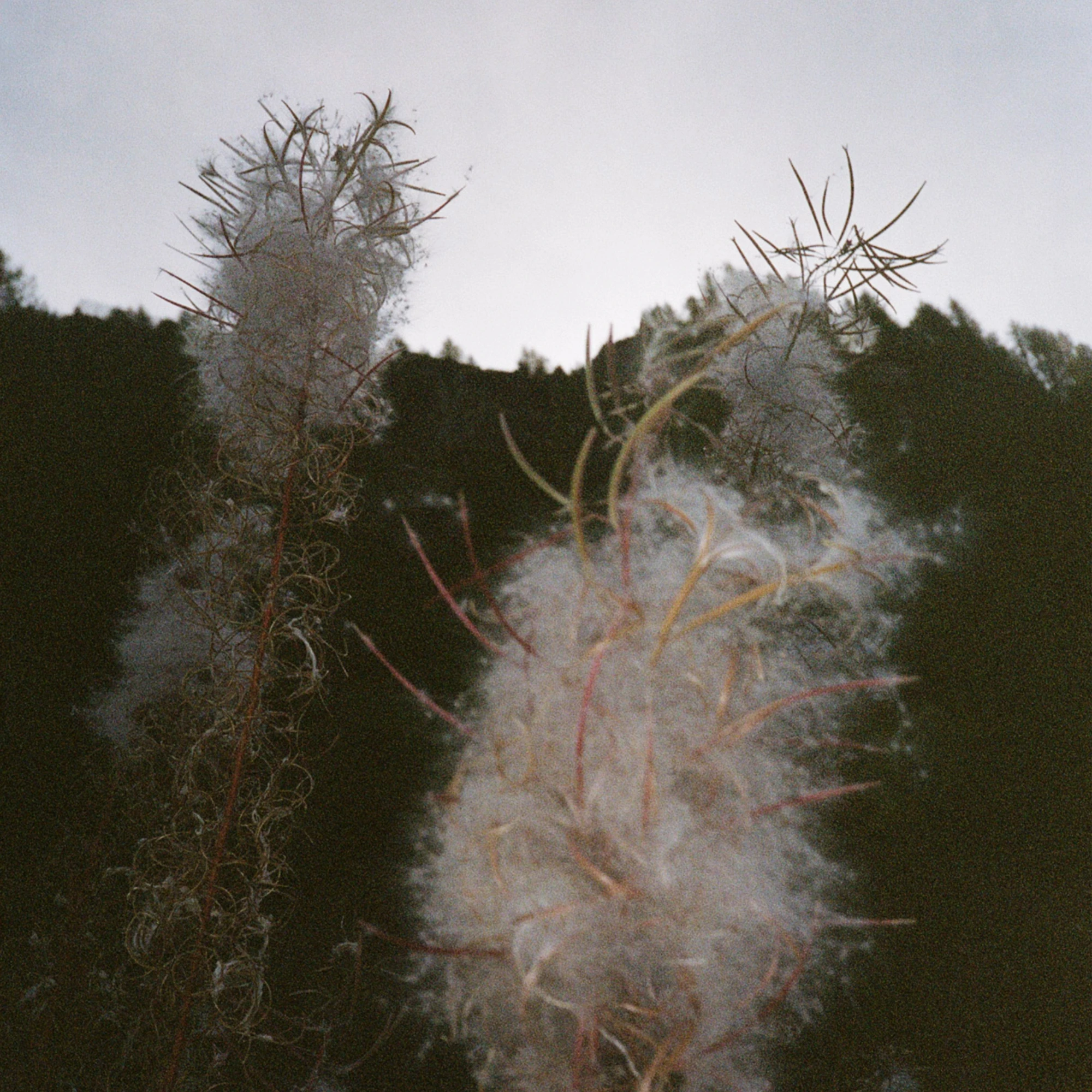 Deux plantes avec des fibres douces