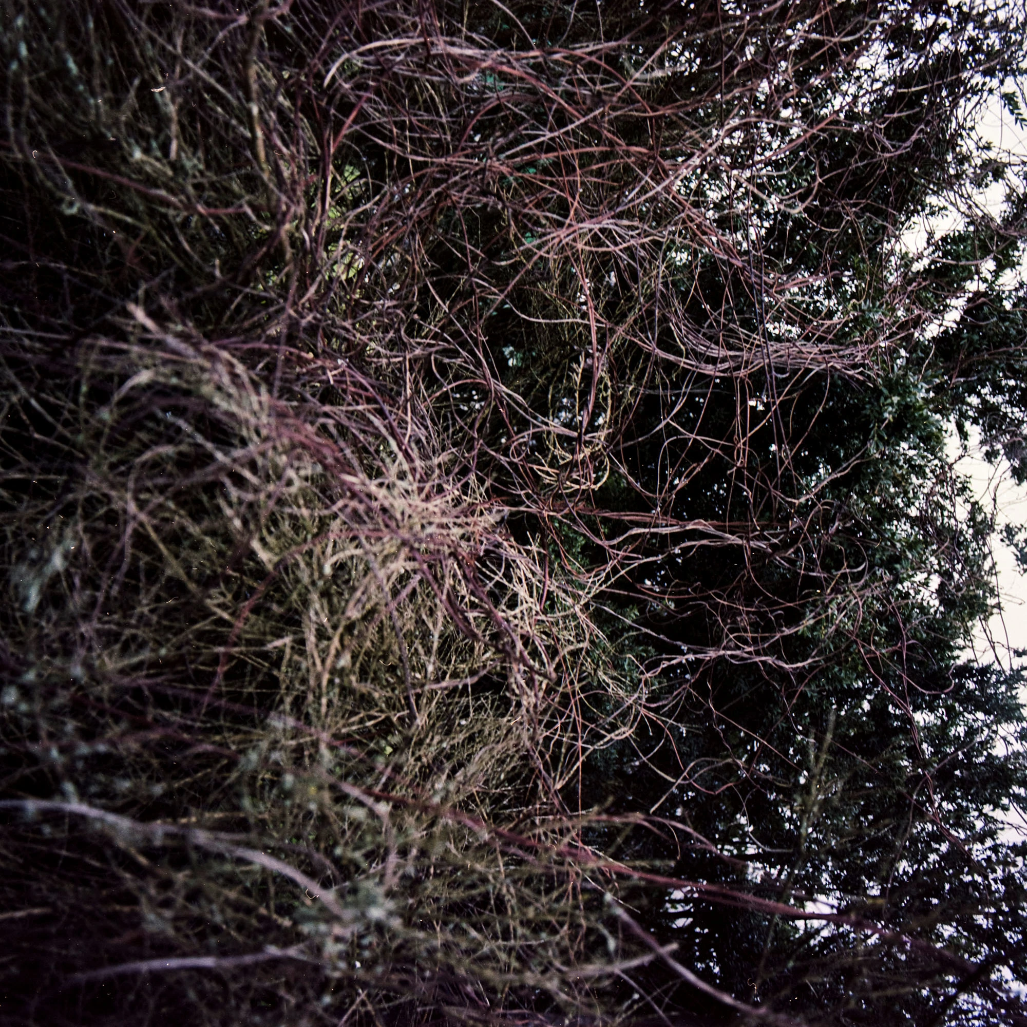 Image abstraite d’arbres et brindilles